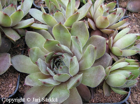Kivikkomehitähti - Sempervivum 'Grey Lady'